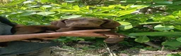 Pointer dogs for sale: HPR Puppies - Friendly ready Soon - Advert 2