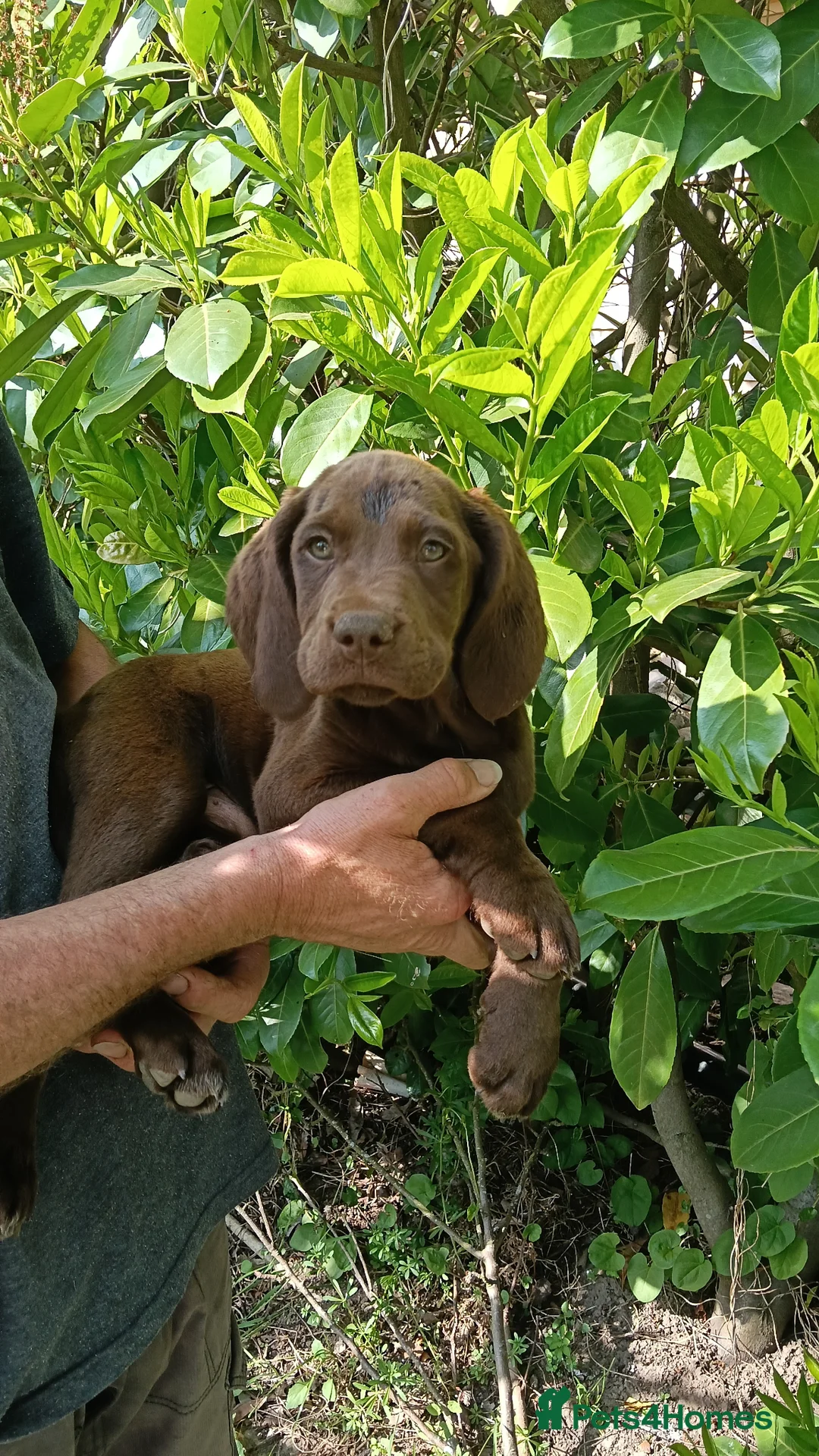 Pointer dogs for sale: HPR Puppies - Friendly ready Soon - Advert 2