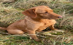 Labrador Retriever dogs for sale: Health Tested Working Labradors  - Image 2