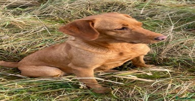 Labrador Retriever dogs - Advert 9
