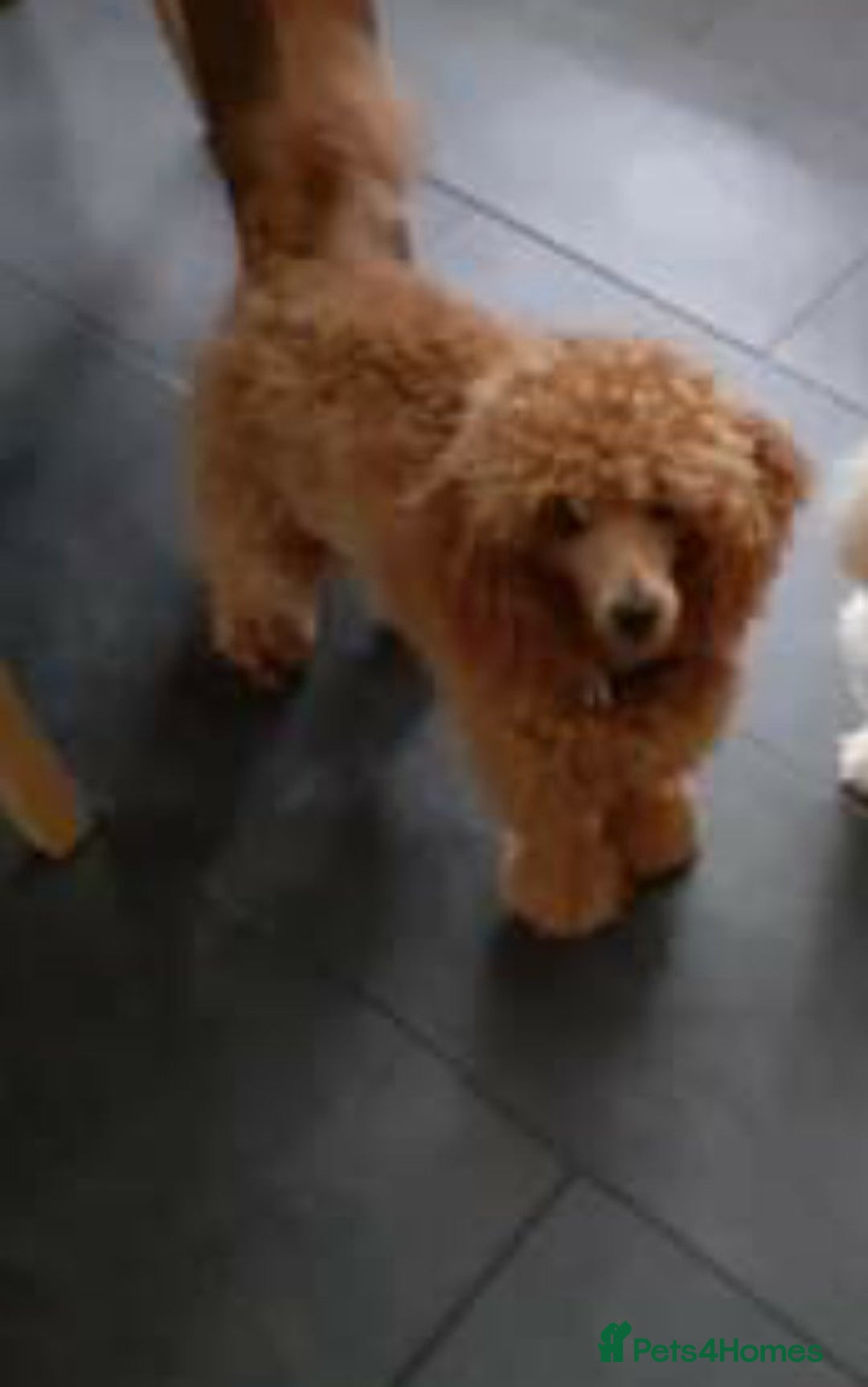 Toy Poodle dogs for stud: Red Toy Poodle stud in Crymych - Advert 3
