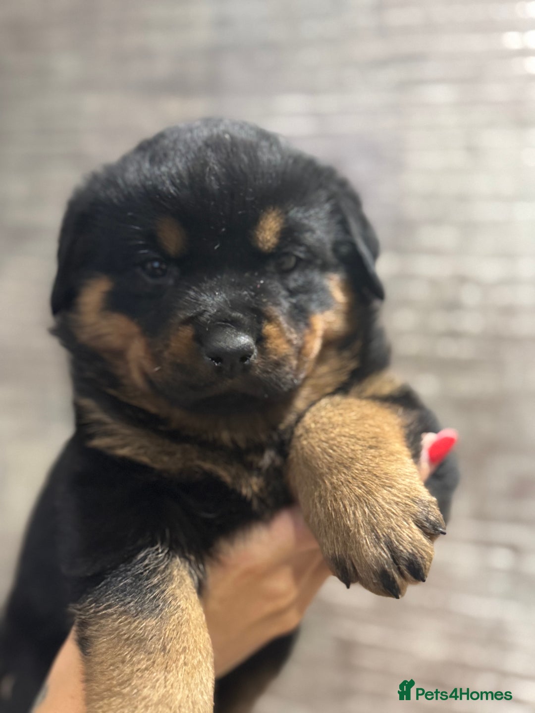 Rottweiler dogs for sale: Rottweiler Puppies - Advert 7