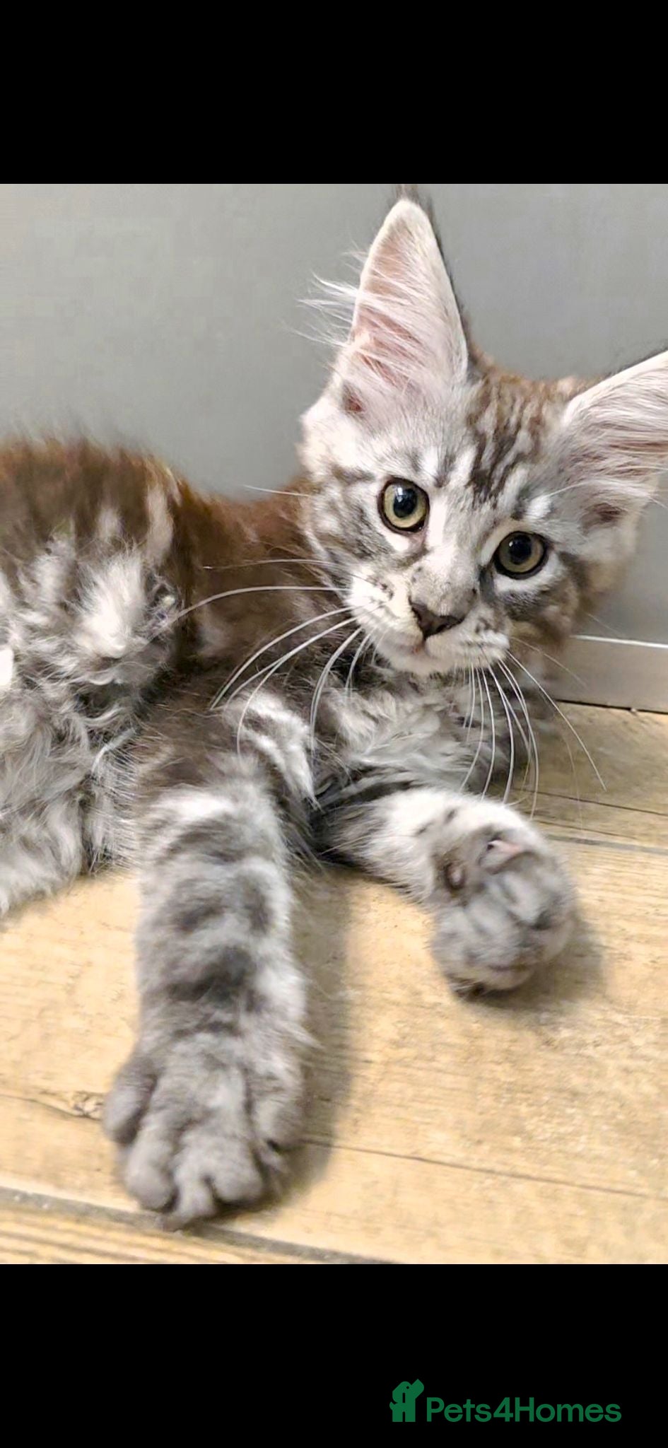 Maine Coon cats 🐾 Beautiful GCCF Registered Pedigree Kittens 🐾 - Advert 1