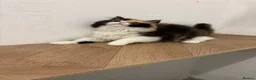 British Longhair cats for sale: Black tortie and white cinnamon carrier  - Advert 6