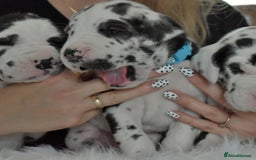 Great Dane dogs for stud: OPEN FOR STUD Stunning Apollo in Bathgate - Image 18