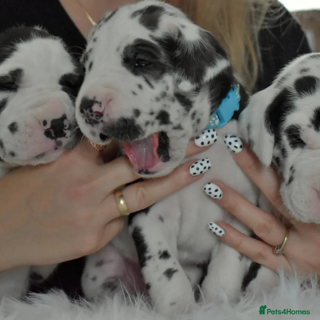 Great Dane dogs for stud: OPEN FOR STUD Stunning Apollo in Bathgate - Advert 18