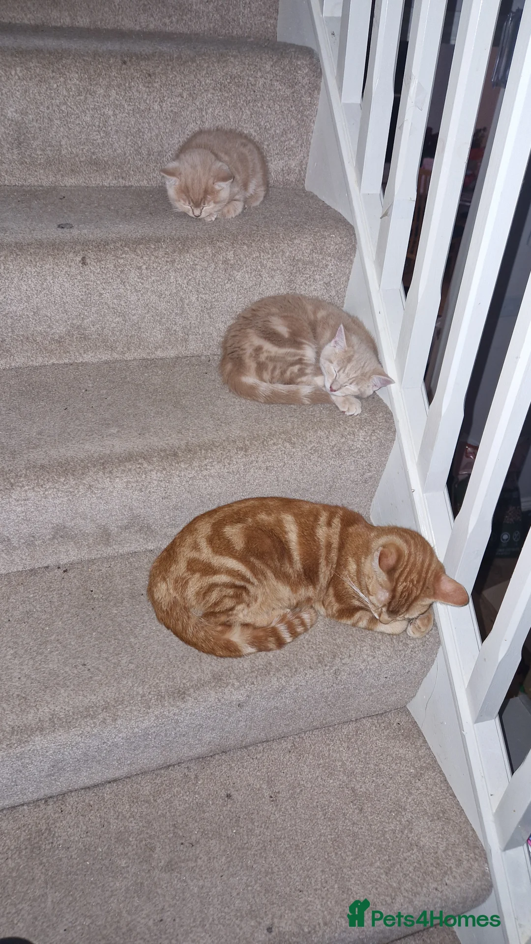 Domestic Shorthair cats for sale: 2 adorable mink ragdoll cross girls - Advert 9