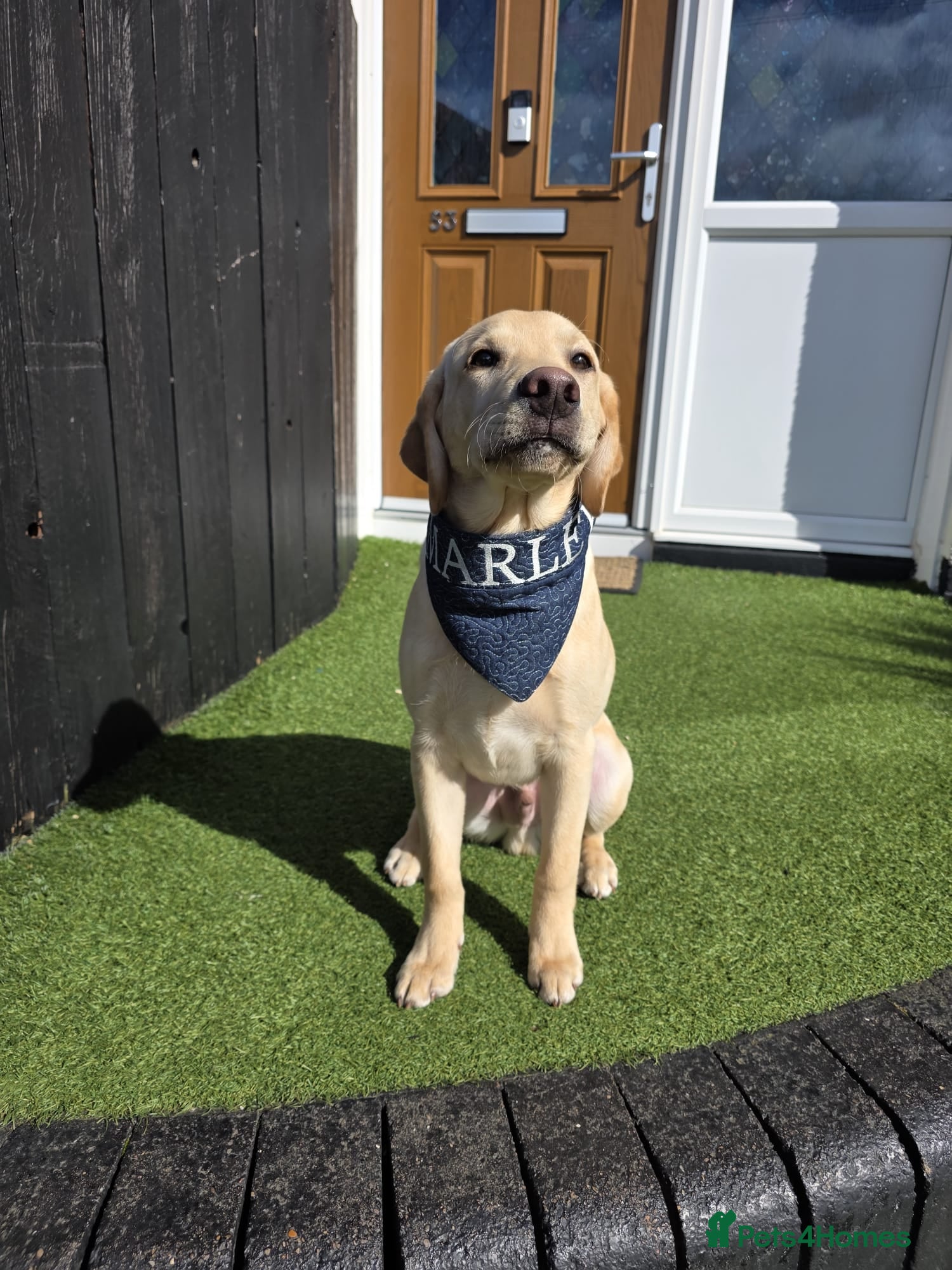 Labrador Retriever dogs Golden Labrador for sale - Advert 9