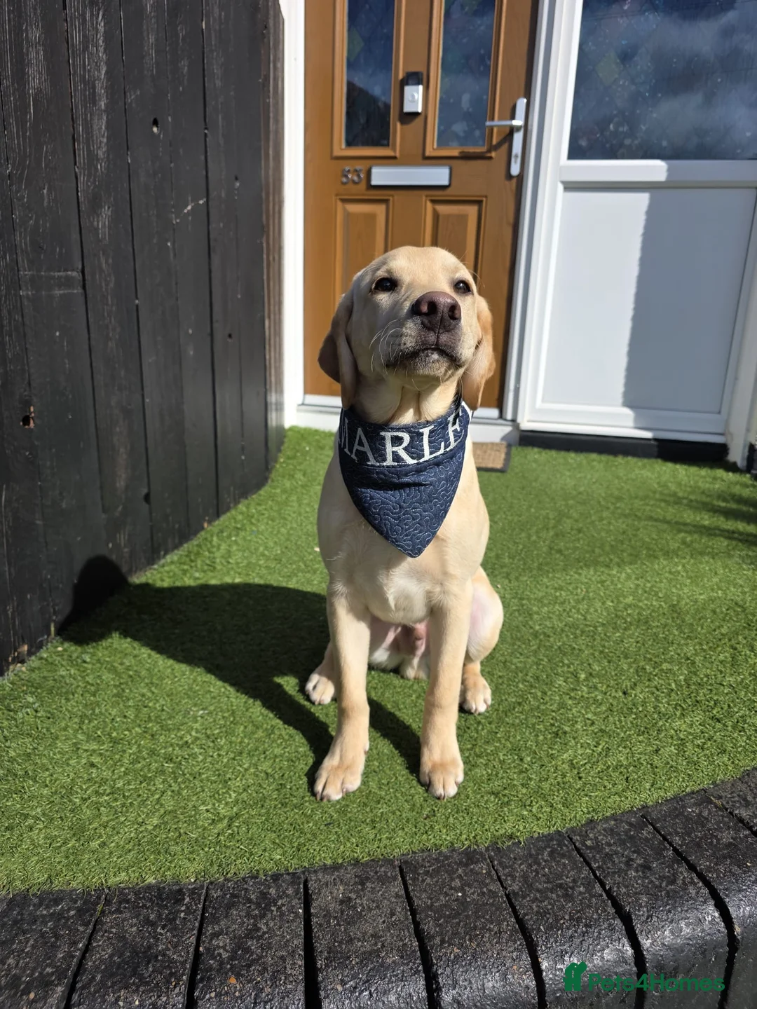 Labrador Retriever dogs for sale: Golden Labrador for sale in Prestonpans - Advert 1