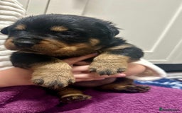 Rottweiler dogs for sale: Stunning Rottweiler puppies 🐶  - Image 14