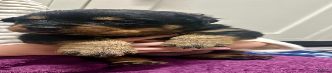 Rottweiler Puppy 3