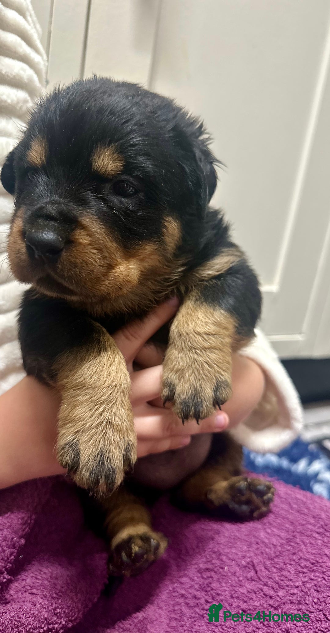 Rottweiler dogs for sale: Stunning Rottweiler puppies 🐶  - Image 14