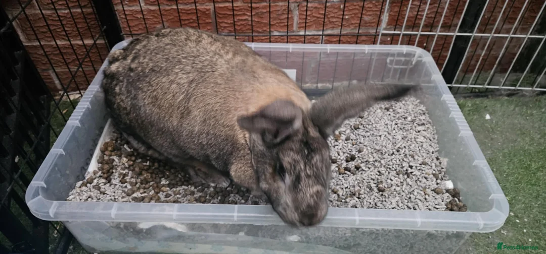 Continental Giant rabbits for sale: Giant Continental  - Advert 3