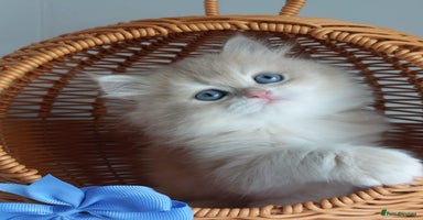 British Longhair cats - Advert 3