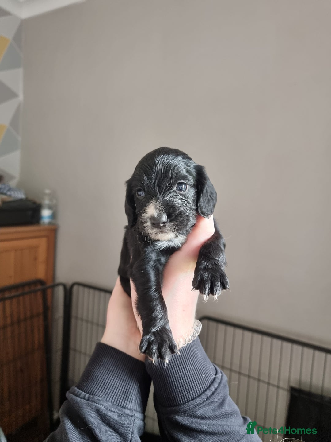 Cocker Spaniel dogs for sale: Boy cocker spaniel  - Image 9