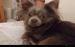 Chihuahua dogs for stud: Beautiful male violet colour  - Image 1
