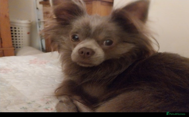 Chihuahua dogs - Advert 3