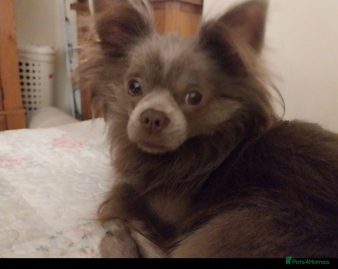 Chihuahua dogs for stud: Beautiful male violet colour  - Image 1