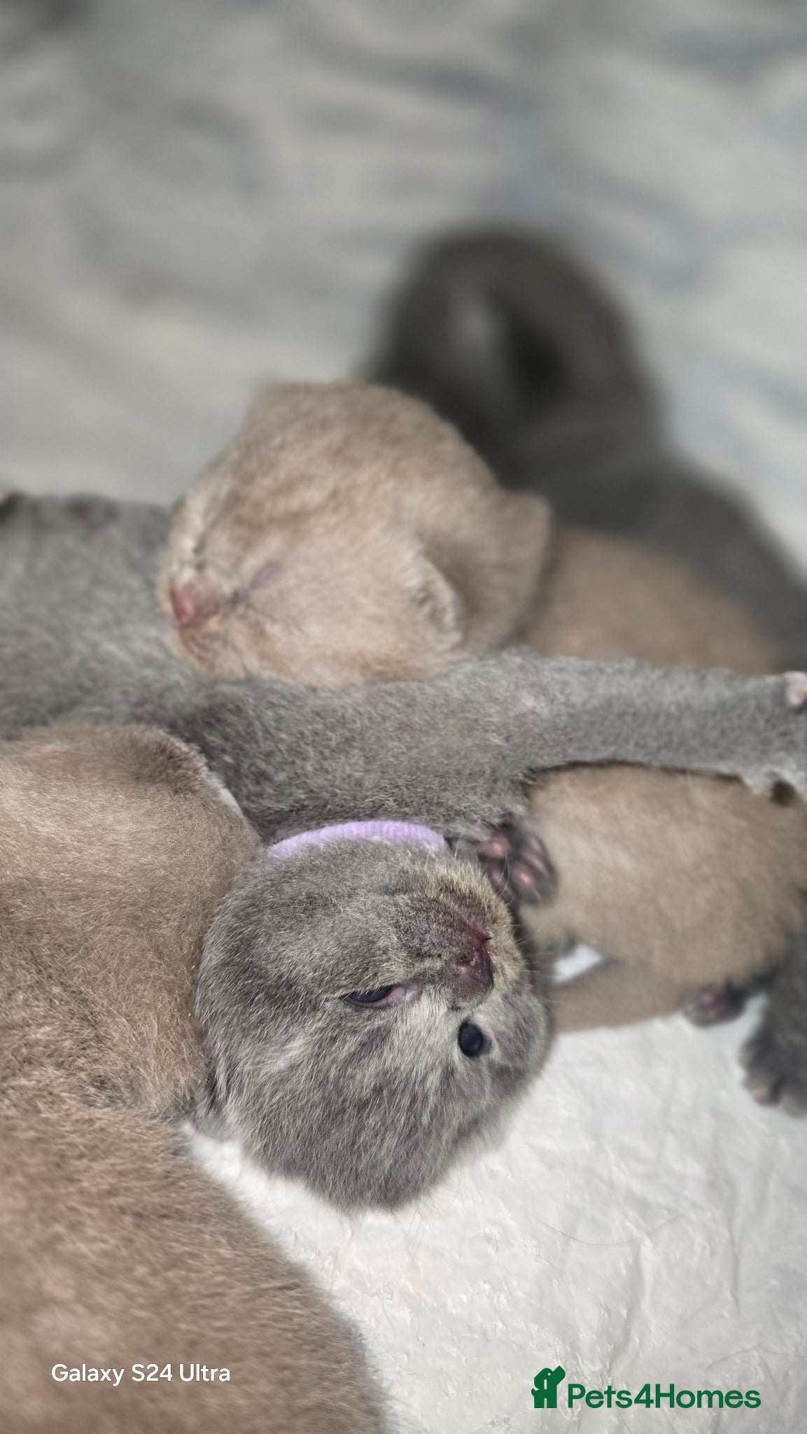 British Shorthair cats ​GCCF Registered(Active) British shorthair kittens - Advert 3