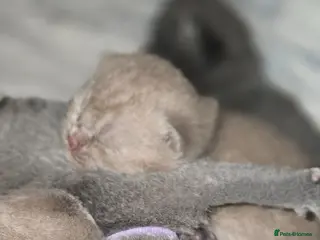 British Shorthair cats GCCF Registered(Active) British shorthair kittens - Advert 3