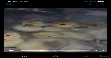 Ducks poultry - Advert 12