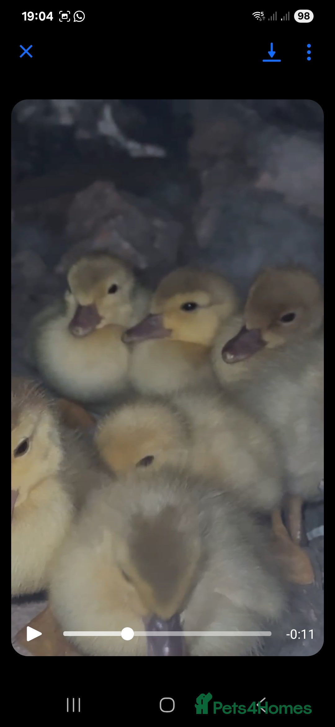 Ducks poultry for sale: Muscovy ducklings  - Image 3