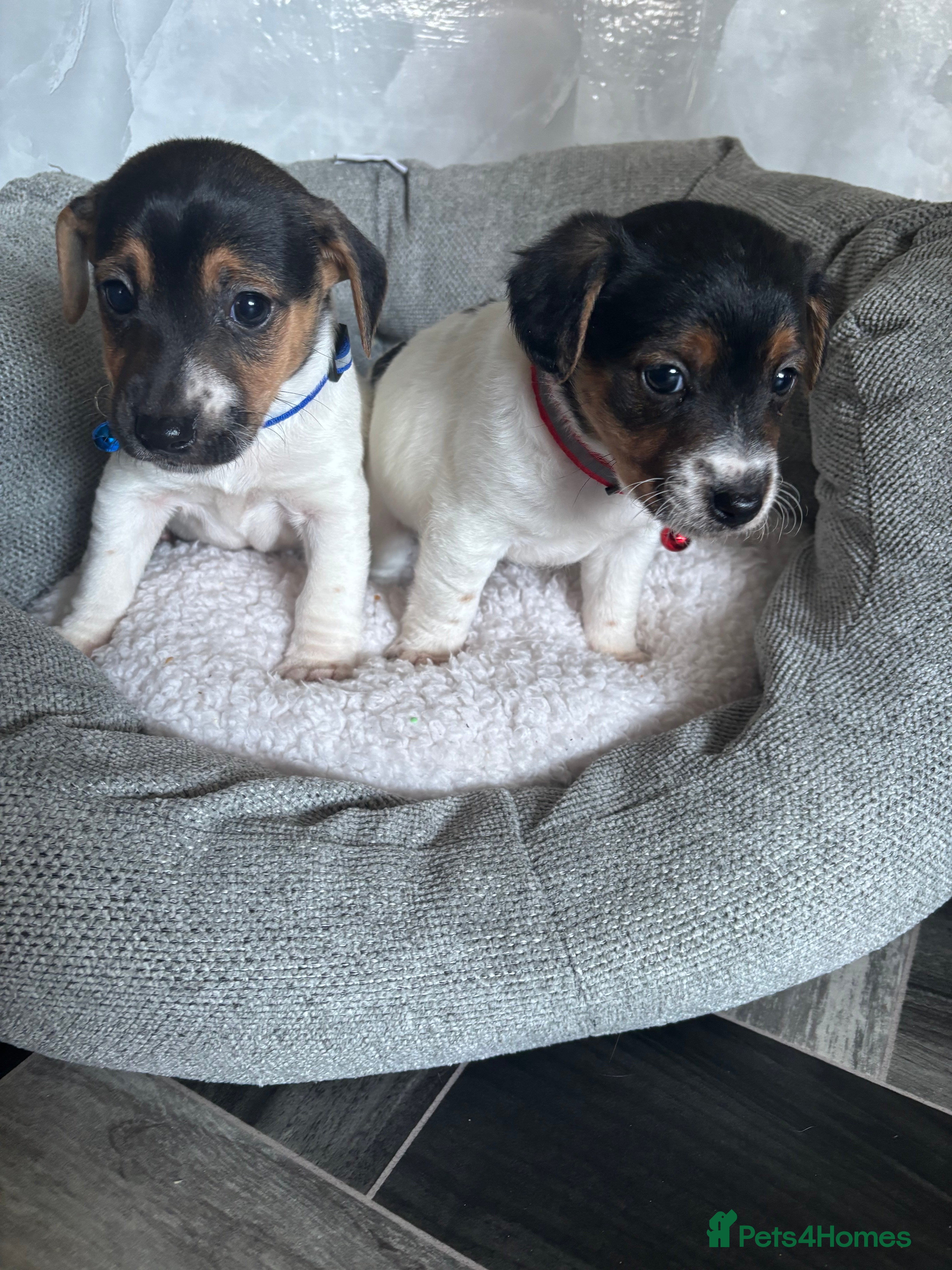 Jack Russell dogs 2 traditional Jack Russell puppys  BOYS left  - Advert 3