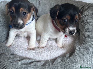 Jack Russell dogs 2 traditional Jack Russell puppys BOYS left - Advert 3