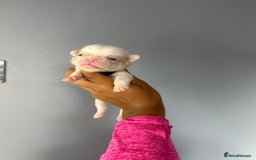 Pug dogs for sale: 7 boys ready to go next week!!!🩵 - Image 36