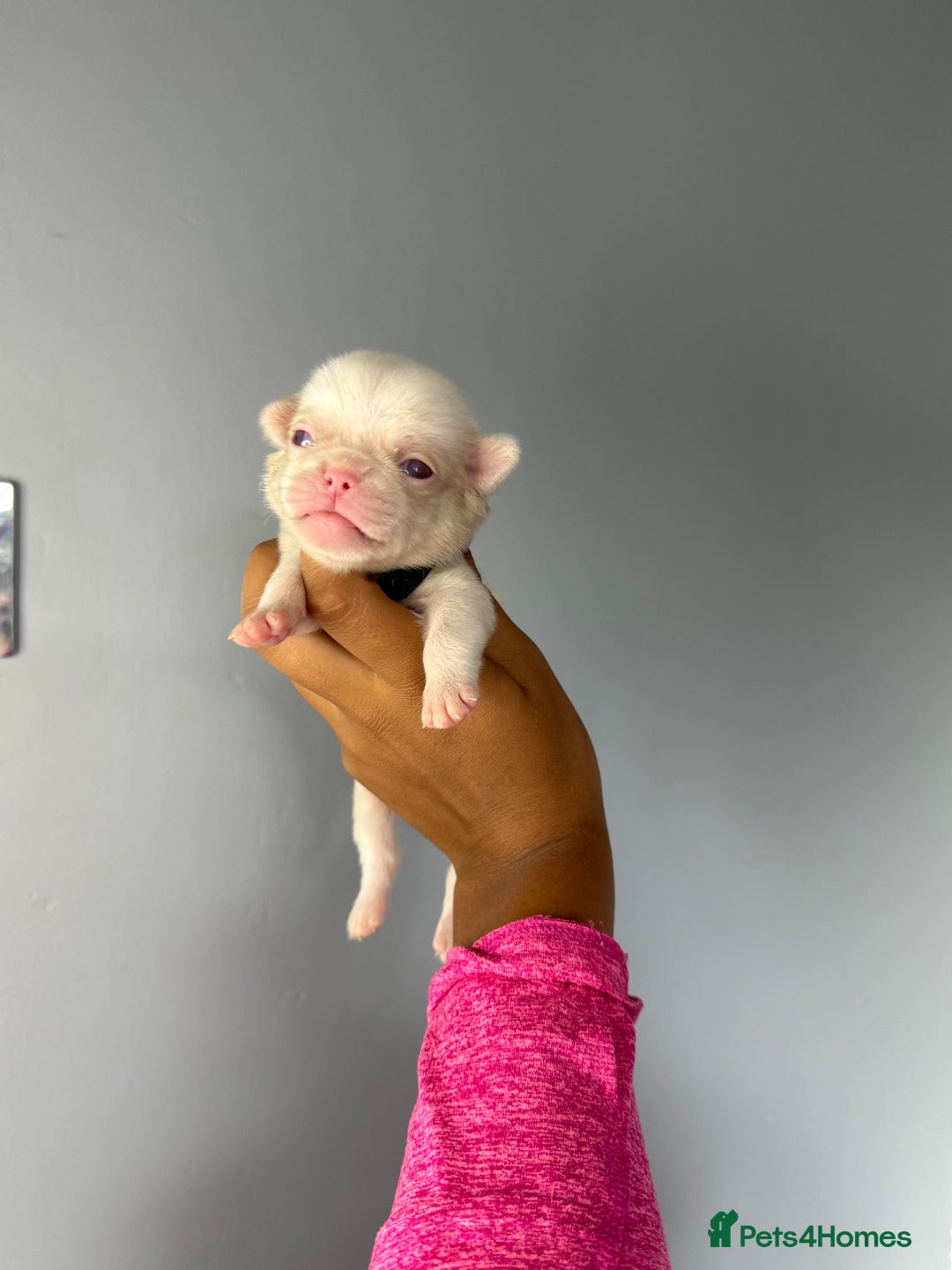 Pug dogs for sale: 7 boys ready to go next week!!!🩵 - Image 36