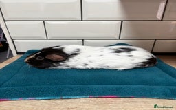 Guinea Pig rodents for sale: Dalmatians - Image 7