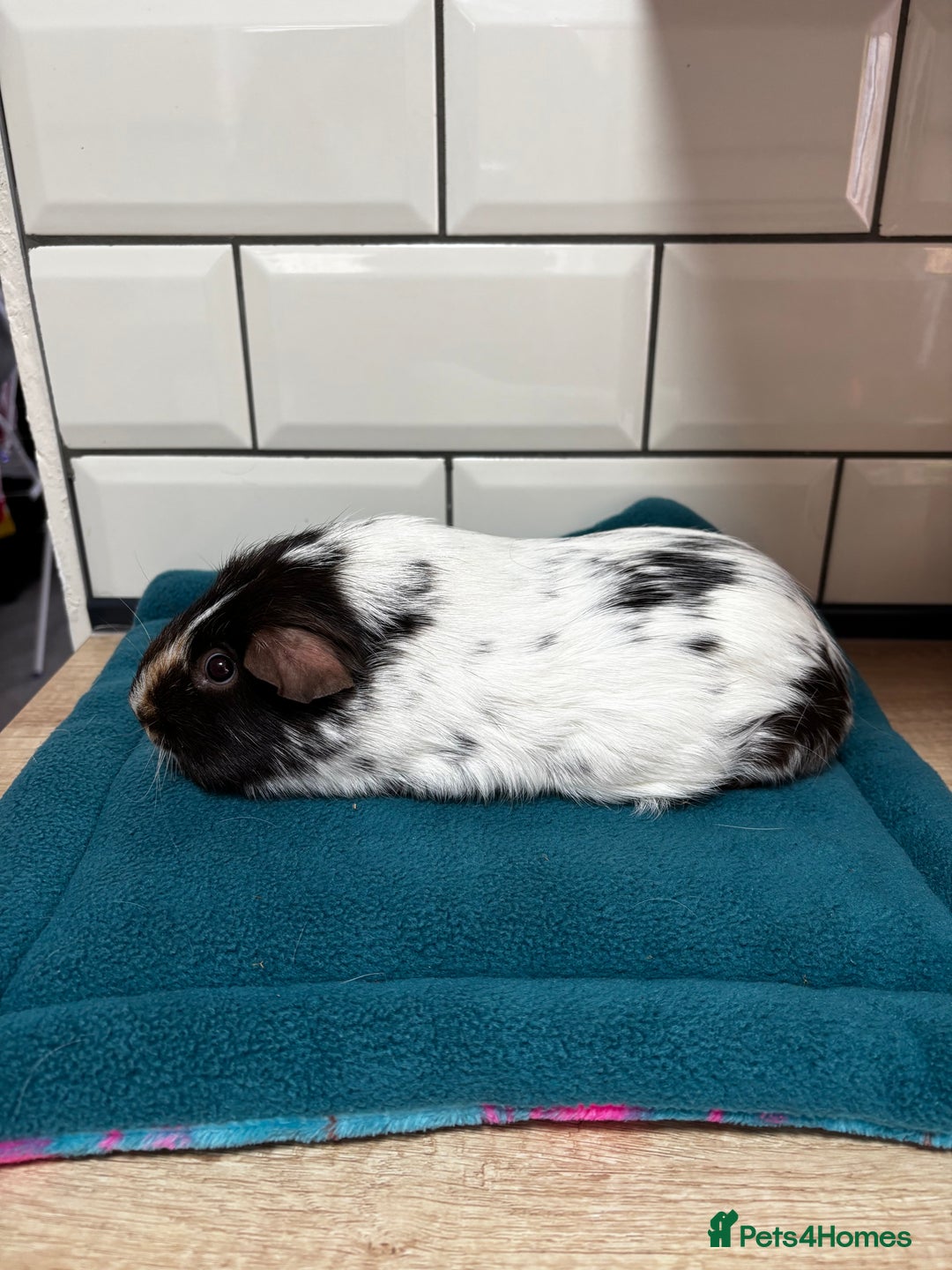 Guinea Pig rodents for sale: Dalmatians - Image 7