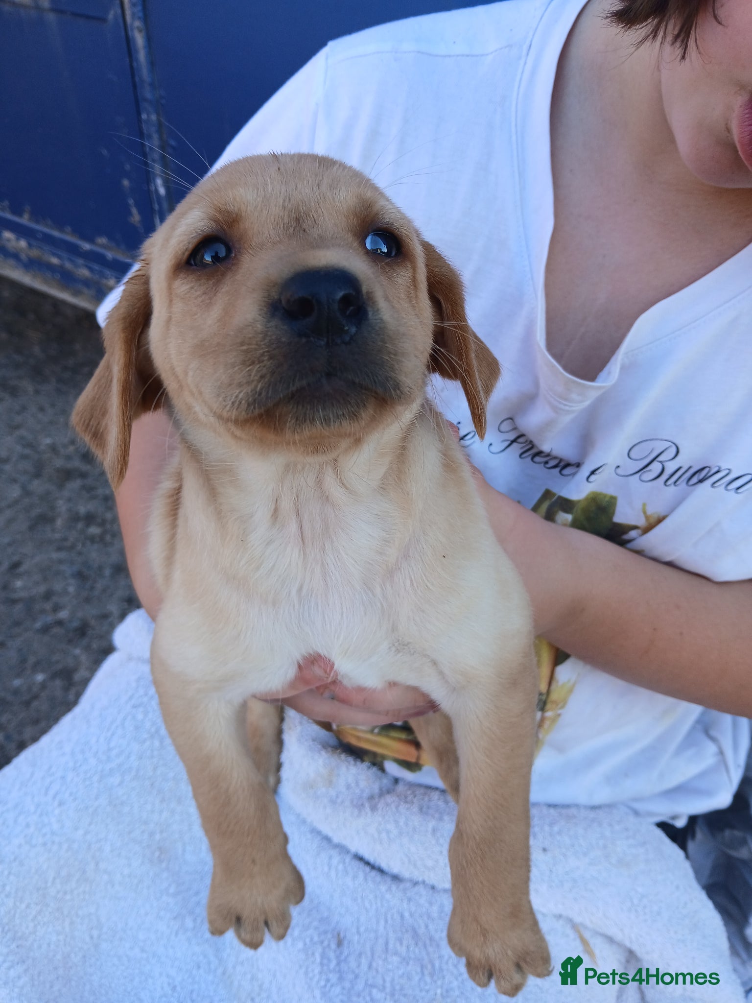 Labrador Retriever dogs for sale: Fabulous litter of golden and fox red lab puppies. - Advert 10