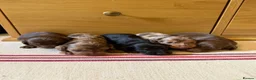 Miniature Dachshund dogs for sale: KC miniature long haired dachshund puppies  - Advert 18