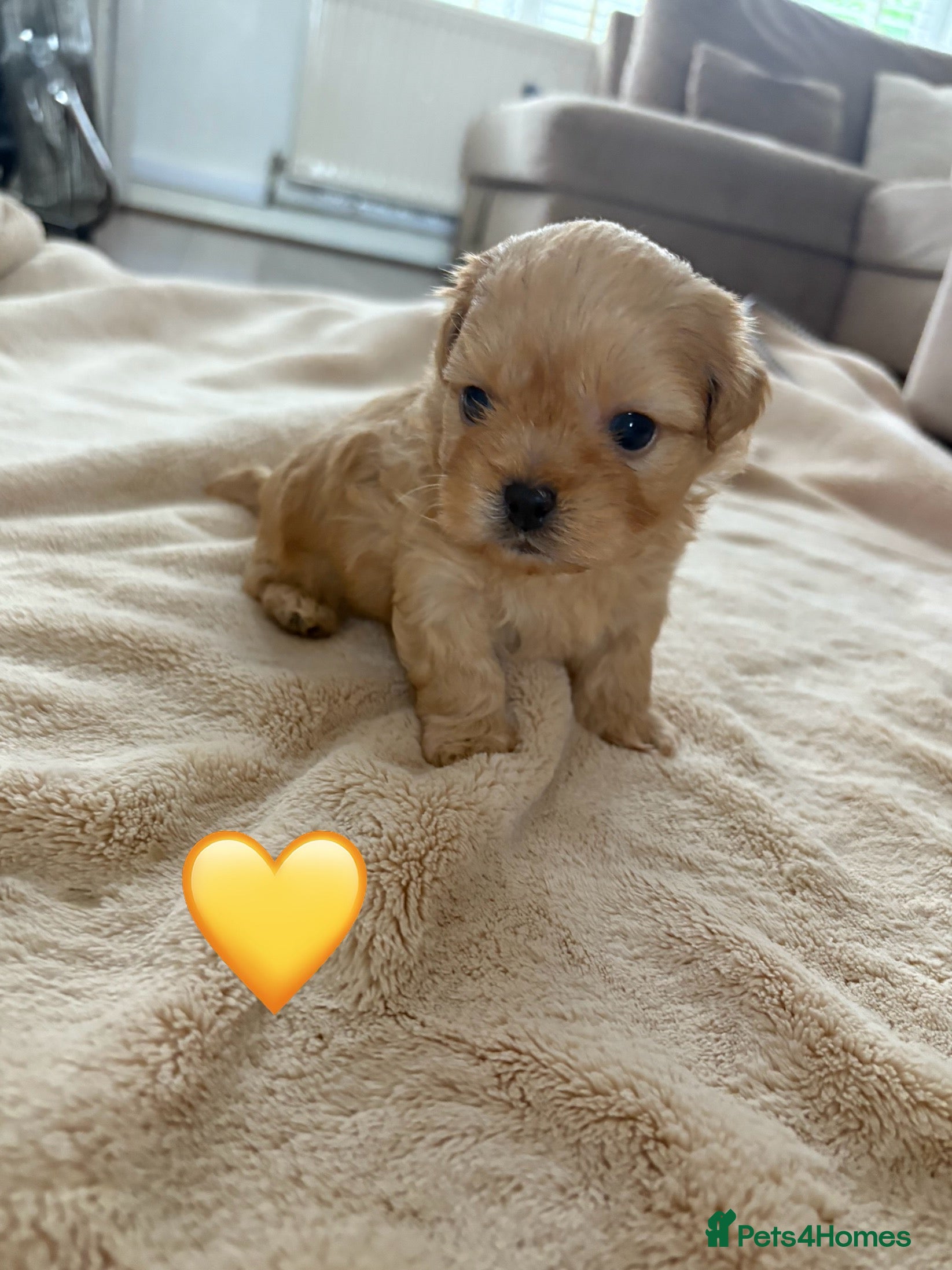 Shih Tzu dogs Shihzu Puppies for sale ❤️ - Advert 1