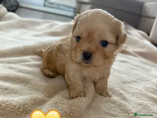 Shih Tzu dogs Shih tzu Puppies for sale ❤️ - Advert 1