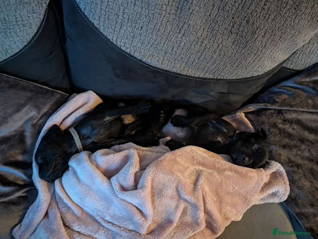 Cane Corso dogs for sale: Cane corso puppies  - Advert 7
