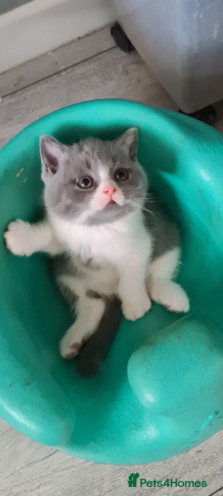 British Shorthair cats Last 2 boys available British-shorthair kittens  - Advert 13