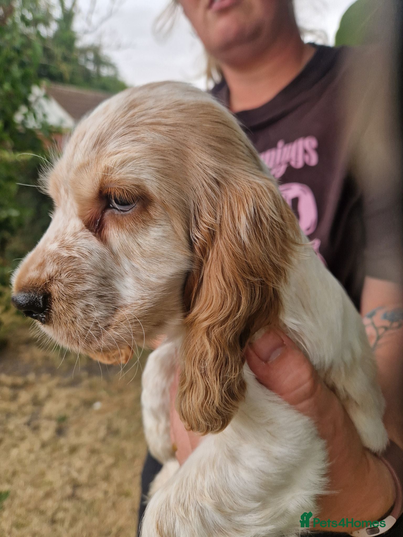 Cocker Spaniel dogs SIMPLY UNIQUE KC REG SHOW TYPE COCKER SPANIEL - Advert 1