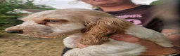 Cocker Spaniel dogs for sale: SIMPLY UNIQUE KC REG SHOW TYPE COCKER SPANIEL - Advert 2
