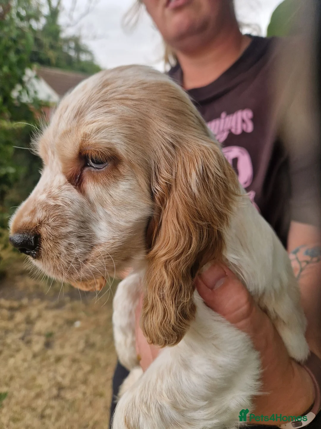 Cocker Spaniel dogs for sale: SIMPLY UNIQUE KC REG SHOW TYPE COCKER SPANIEL - Advert 2