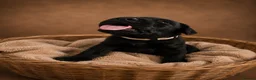 Labrador Retriever dogs for sale: Exceptional Labrador Retriever puppies - Advert 16