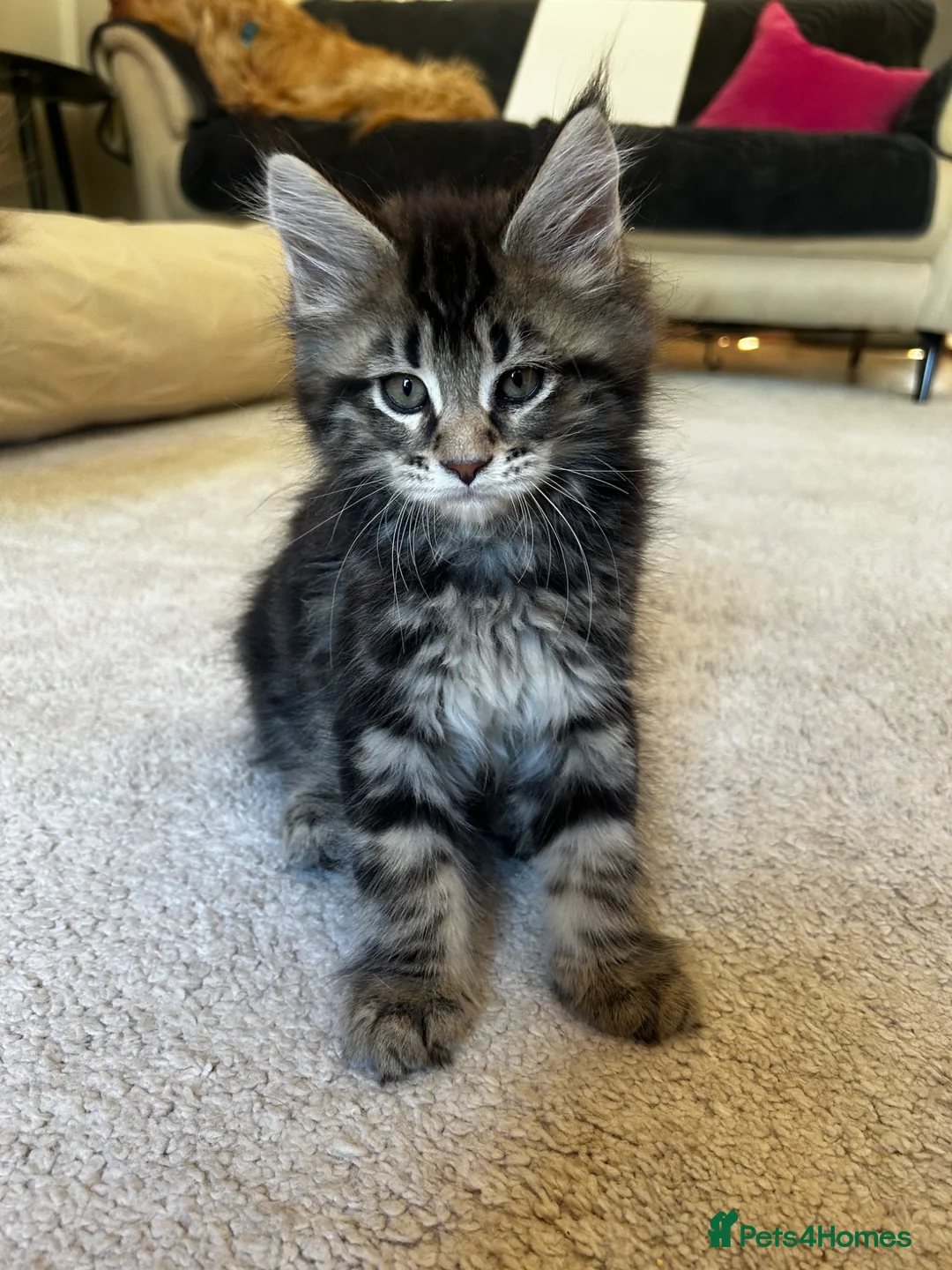 Maine Coon cats for sale: Maincoon kittens pure bred  in Bromsgrove - Advert 6