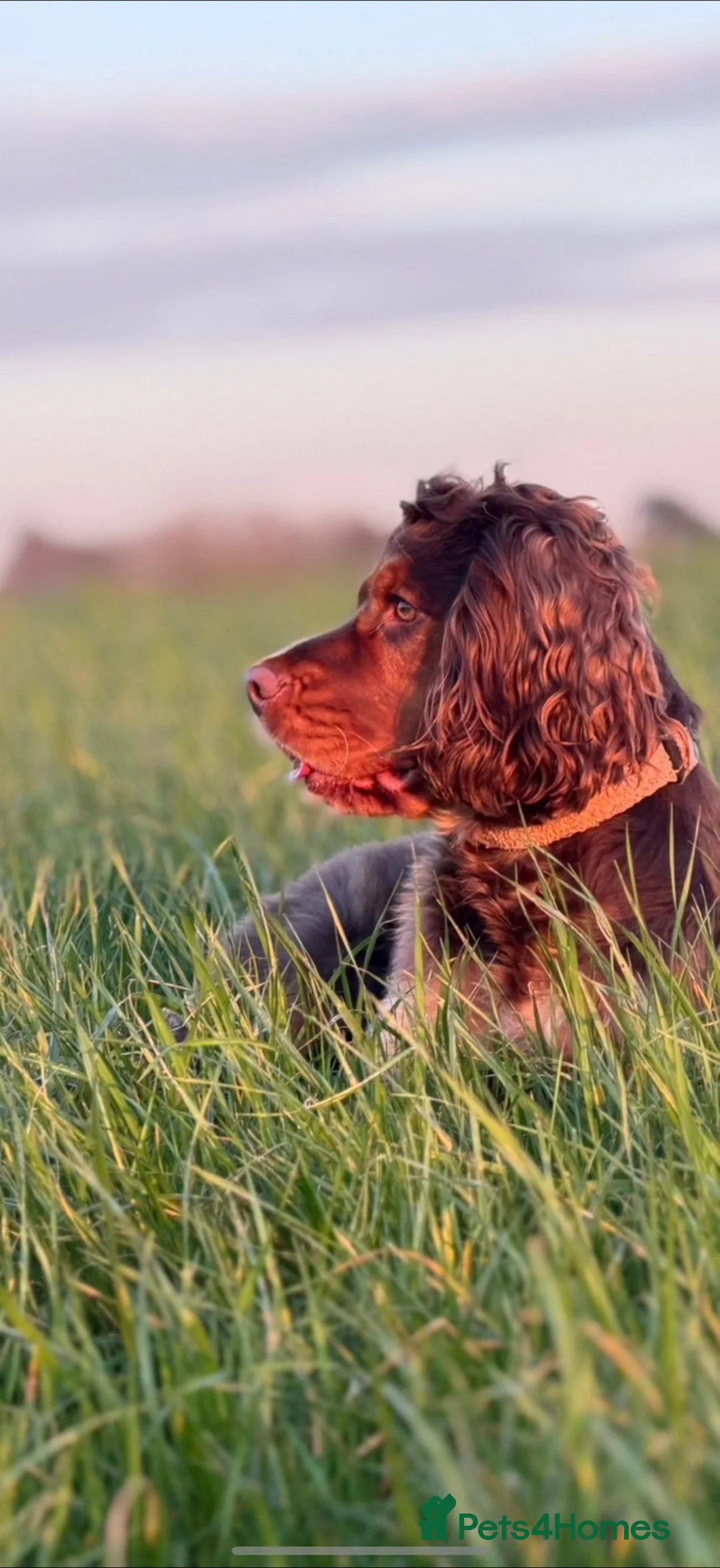 Cocker Spaniel dogs for sale: Royal cocker spaniel puppies - Advert 12