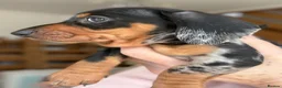 Miniature Dachshund dogs for sale: Minature Dachshund Pups - Advert 9