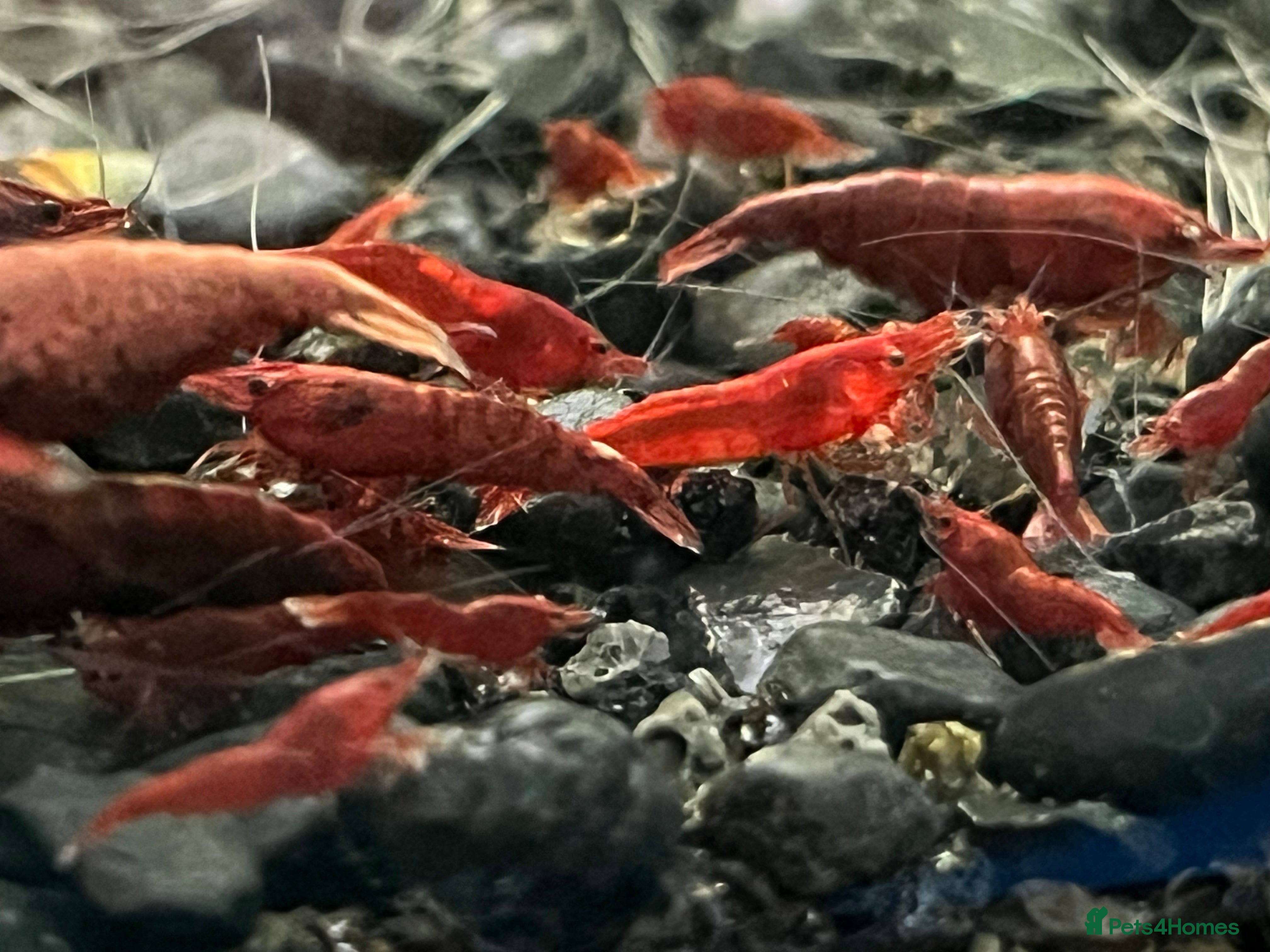 Shrimps fish Neocaridina shrimp - Advert 2