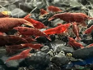 Shrimps fish Neocaridina shrimp - Advert 12