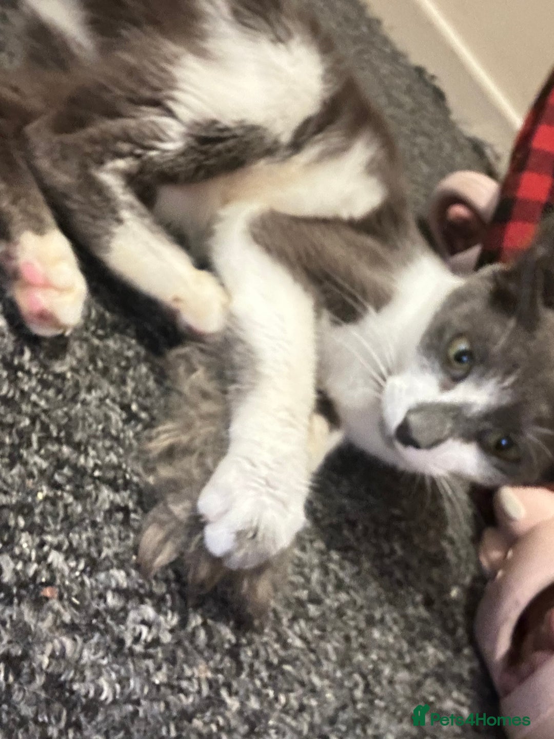 Domestic Shorthair cats for sale: Beautiful grey and white female cat - Image 2