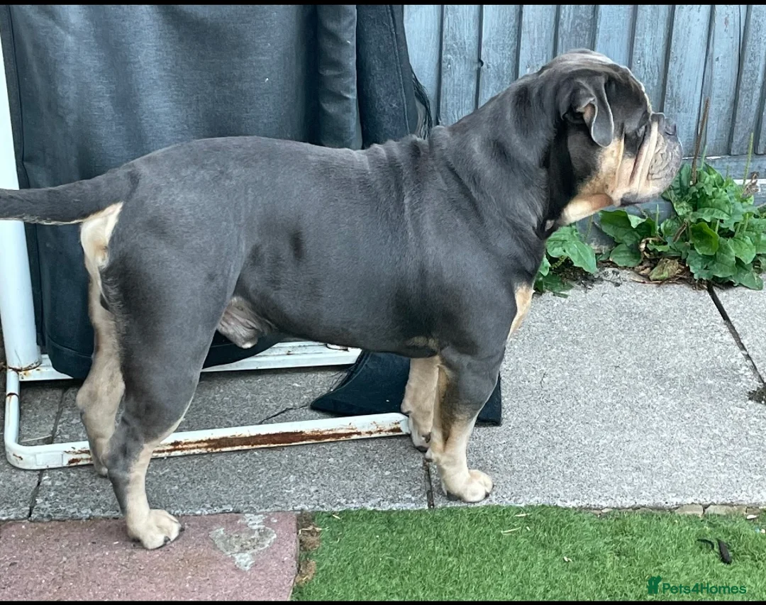 Olde English Bulldogge dogs for stud: Fluffy carrier health tested proven male - Advert 3