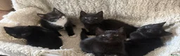Mixed Breed cats for sale: 5 adorable kittens for sale! - Advert 1